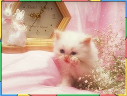 Kittens Collection 2. No.12