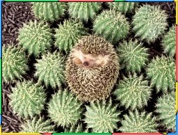 Animal Cuties No.01