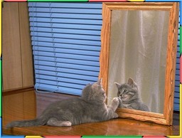 Kittens Collection 1. No.13