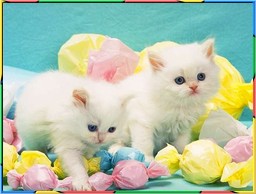 Kittens Collection 2. No.09