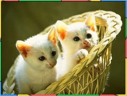 Kittens Collection 3. No.04