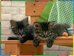 Kittens Collection 3. No.05