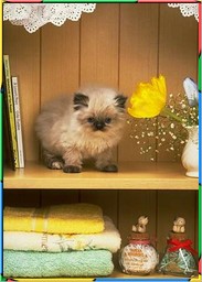 Kittens Collection 3. No.06