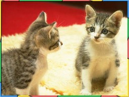 Kittens Collection 3. No.10