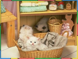 Kittens Collection 3. No.11