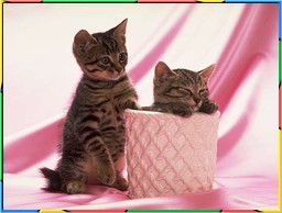 Kittens Collection 3. No.13