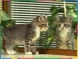 Kittens Collection 3. No.14