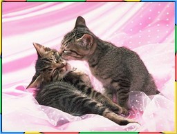 Kittens Collection 4. No.06