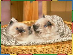 Kittens Collection 4. No.08