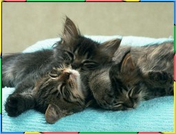 Kittens Collection 4. No.14