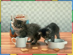 Kittens Collection 5. No.06