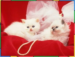 Kittens Collection 5. No.08