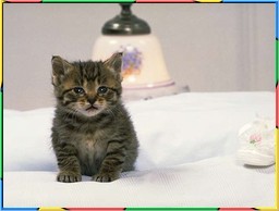 Kittens Collection 5. No.14