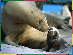 Seals & SeaLions No.04